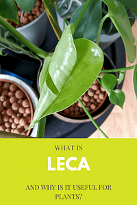 What Is Leca And Why Is It Useful For Plants Plant Care For Beginners