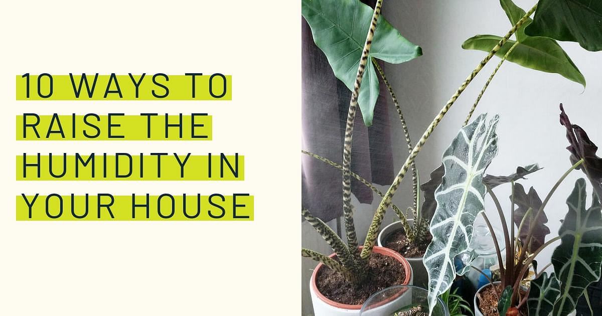 Best Way to Increase Humidity for Houseplants