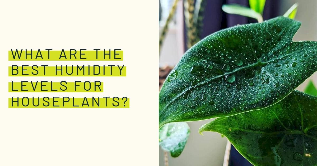 What are the best humidity levels for houseplants?