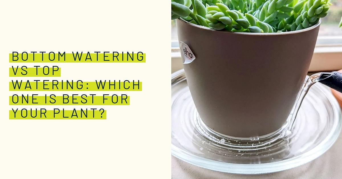 Bottom Watering vs Top Watering: Which one is best for your plant?