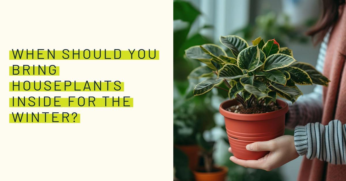 When should you bring houseplants inside for the winter?