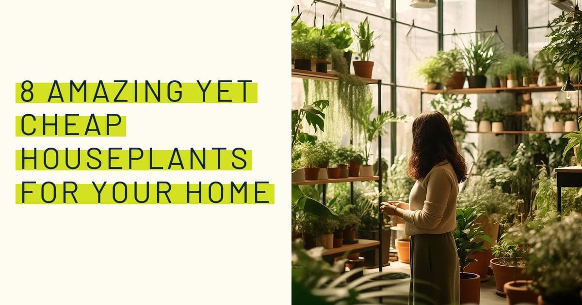 8 Amazing Yet Cheap houseplants for your home