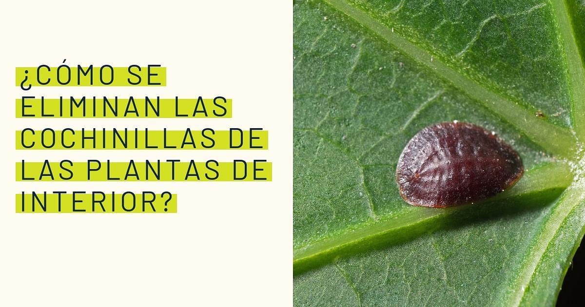 ¿cómo Se Eliminan Las Cochinillas De Las Plantas De Interior