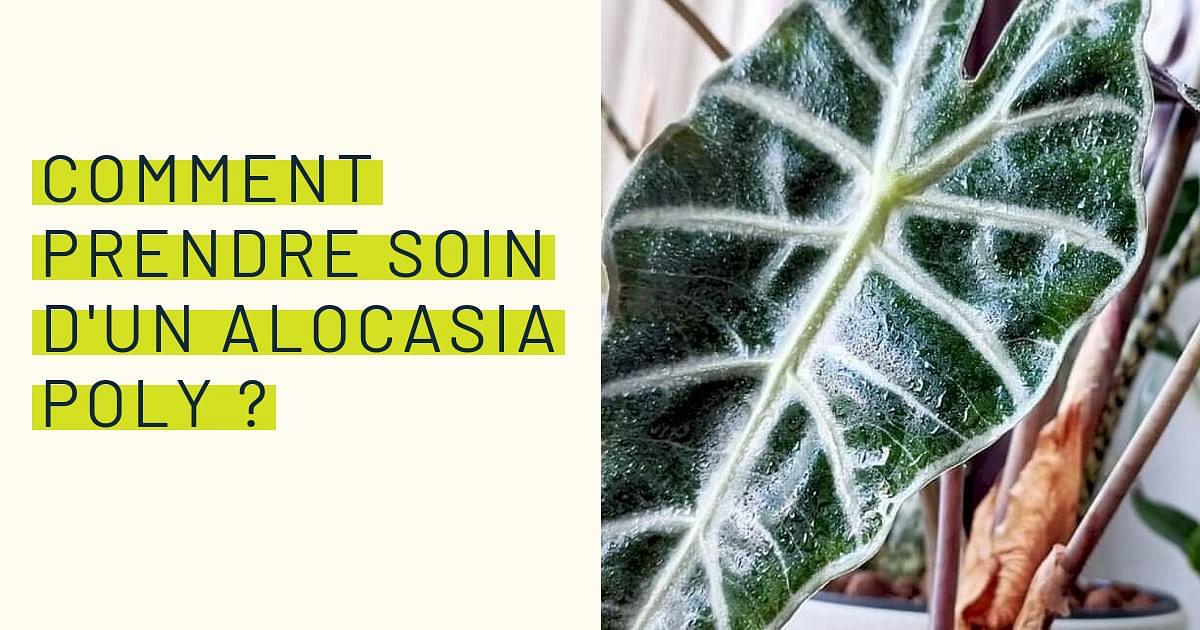 Soins de l'Alocasia: Conseils pour des plantes florissantes