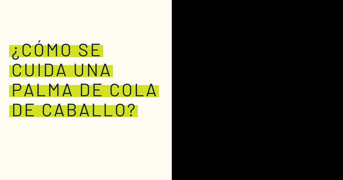  c mo se cuida una palma de cola de caballo 
