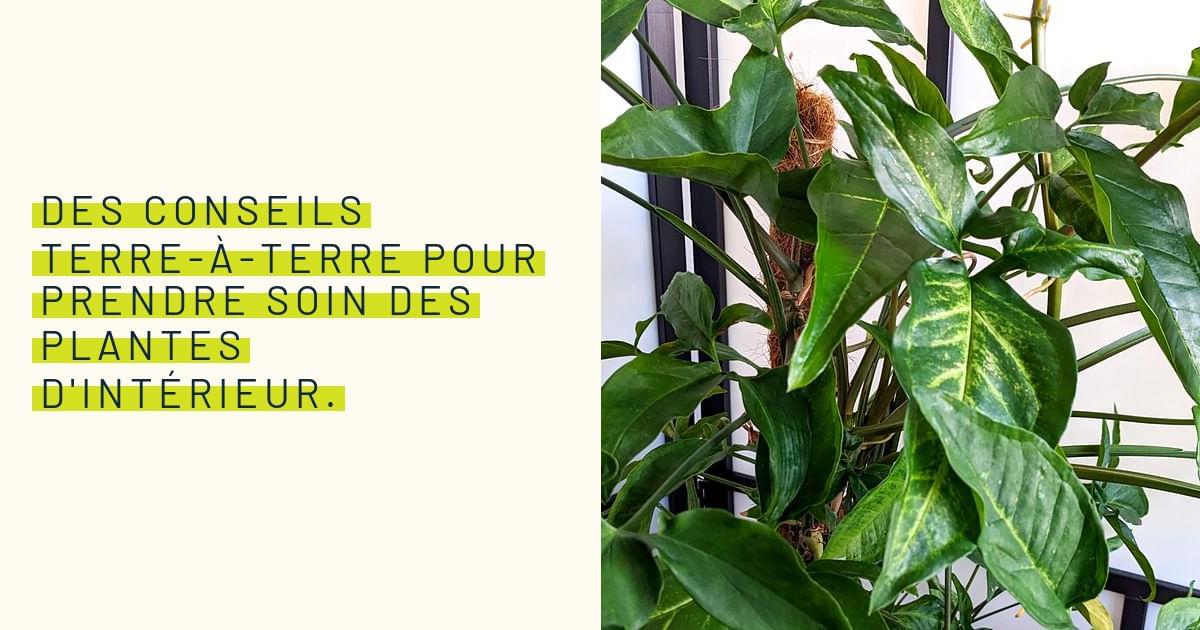 Des conseils terreàterre pour prendre soin des plantes d