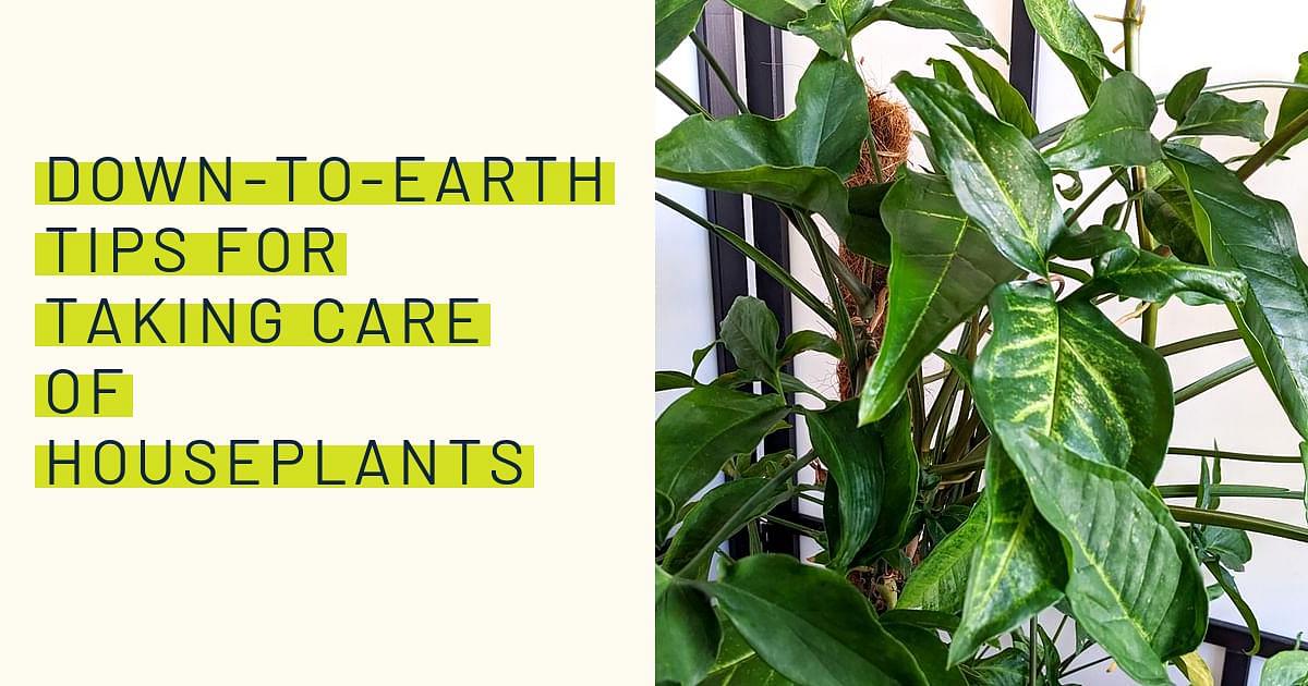 Down-to-earth tips for taking care of houseplants