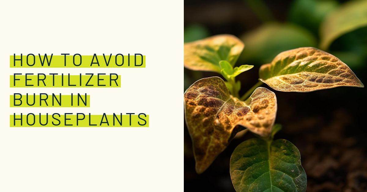 How to avoid fertilizer burn in houseplants