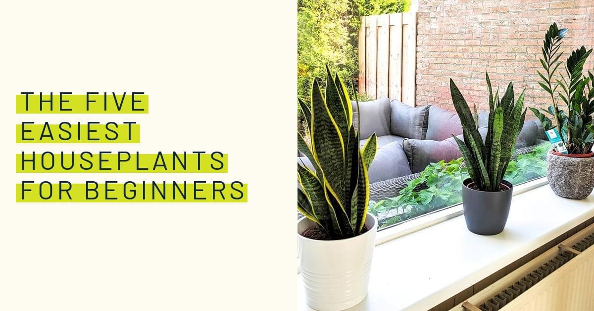 The five easiest houseplants for beginners