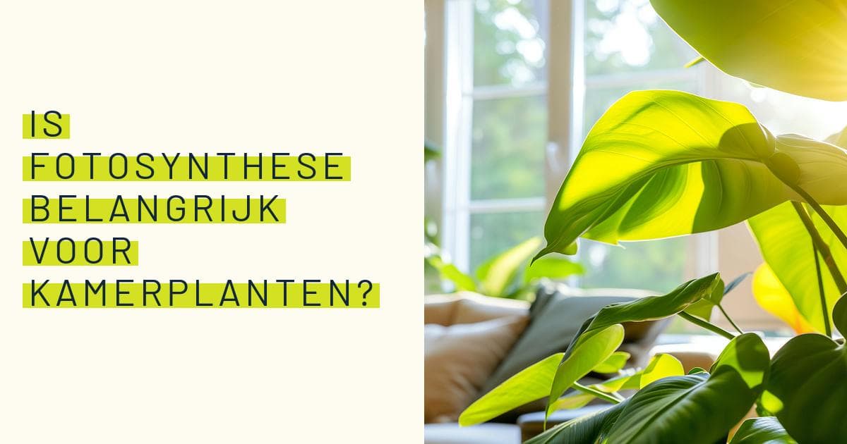 Is fotosynthese belangrijk voor kamerplanten?
