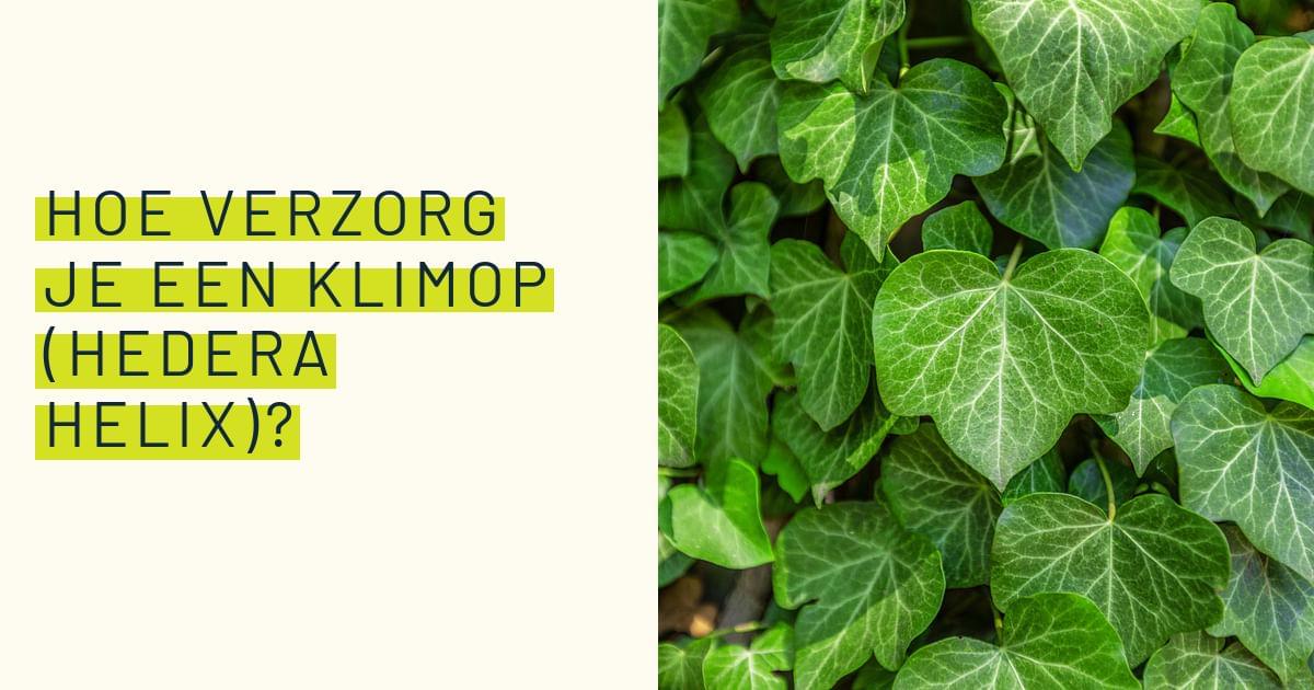 Hoe je een klimop (Hedera Helix)?