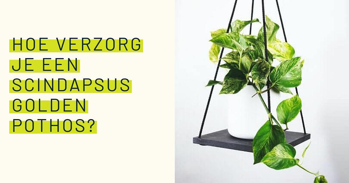 Hoe Verzorg Je Een Scindapus Planten Verzorgtips Voor Iedereen