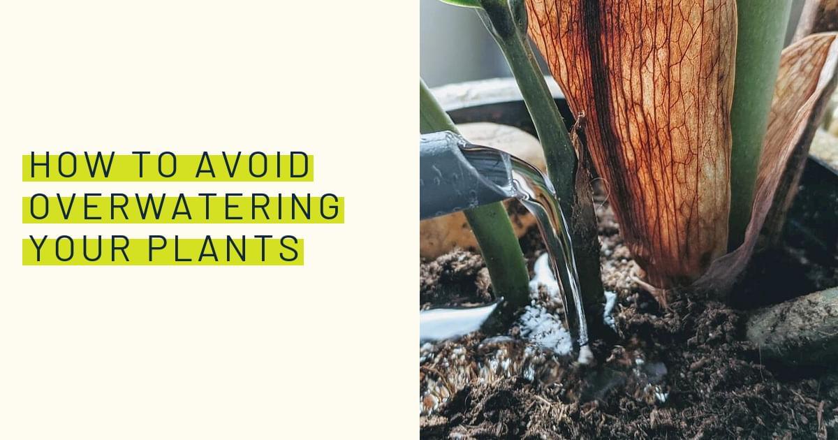 How to avoid overwatering your plants
