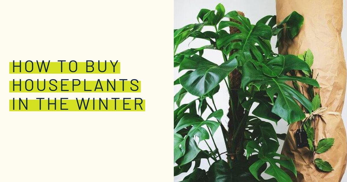 How to buy houseplants in the winter