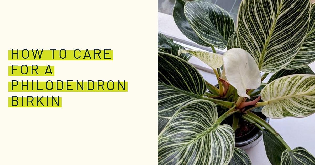 Care guide: Philodendron Birkin – La Green Touch