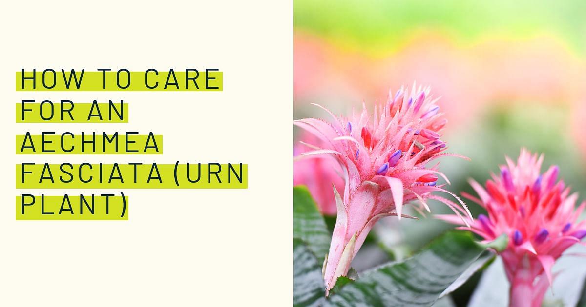 Love Spring? Here are 10 good reasons why you should — The Living Urn