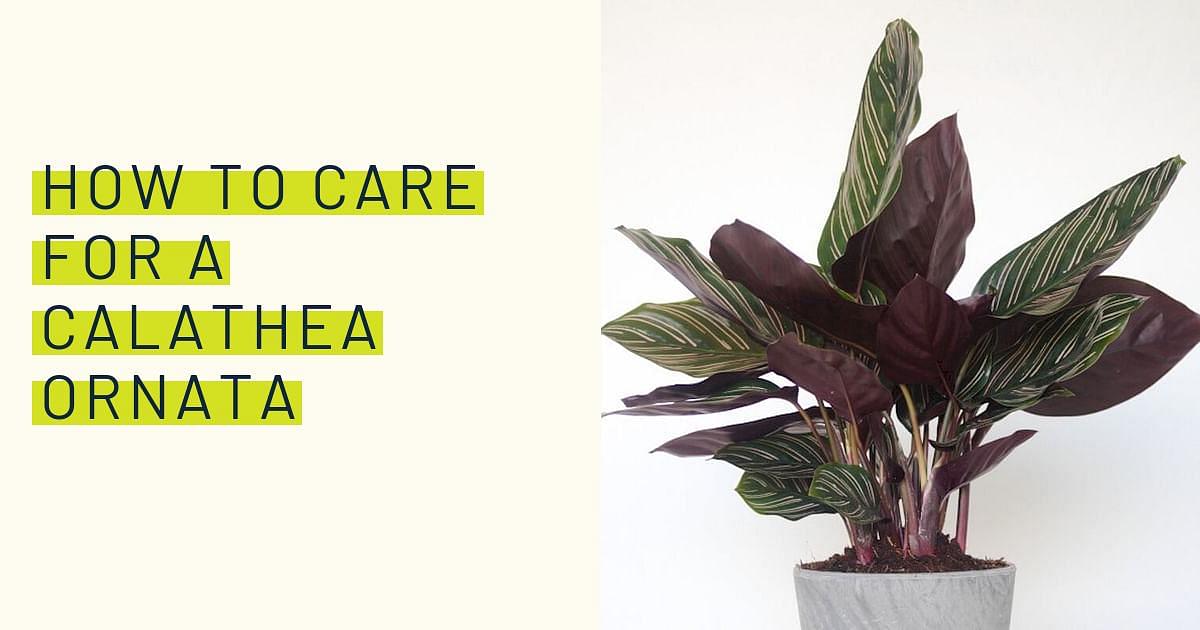 Evergreen Perennial Calathea Ornata Pink Pinstripe Plant – Verdant Lyfe