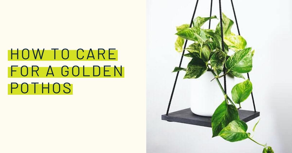 How to care for a Golden Pothos