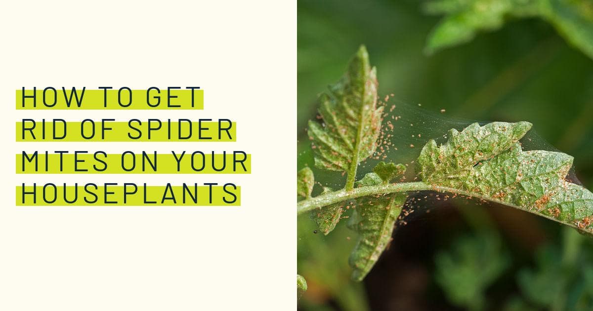 Spider Mites How To Get Rid Of Spider Mites Garden Design, 44 OFF