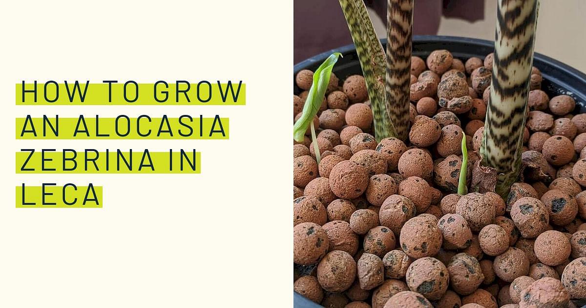 The pros and cons of using Leca to grow your plants