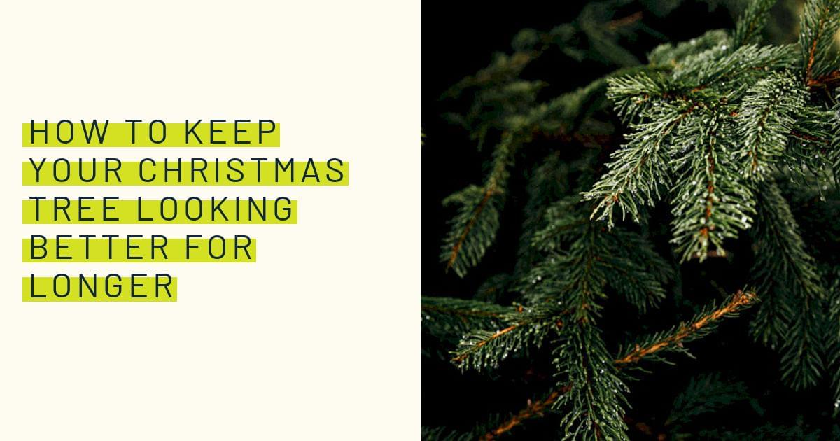 How to keep your Christmas tree looking better for longer