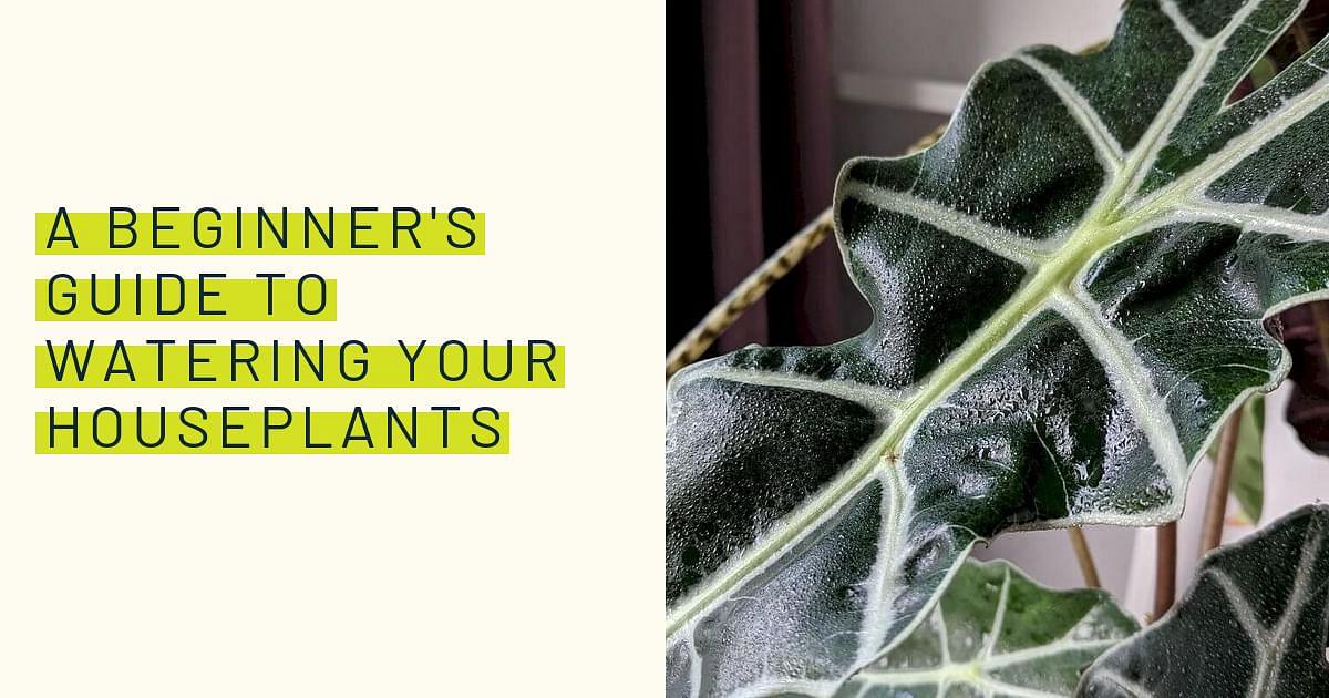 https://plantcareforbeginners.gumlet.io/images/socials/how-to-properly-water-my-plants-en.jpg