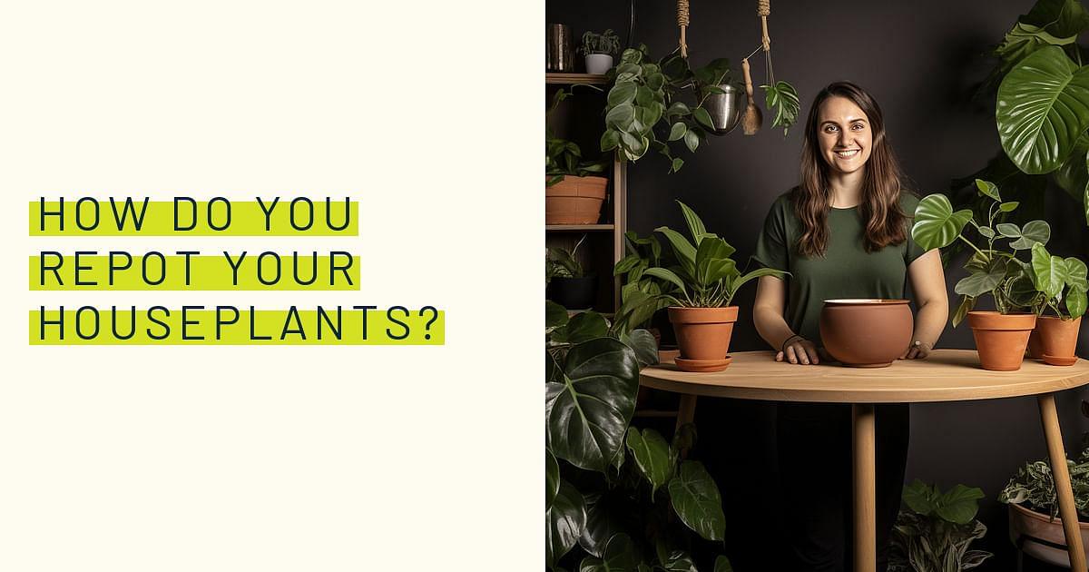 How do you repot your houseplants?