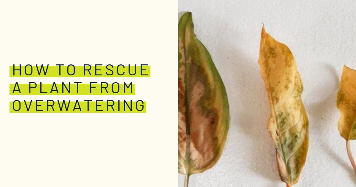How to rescue a plant from overwatering