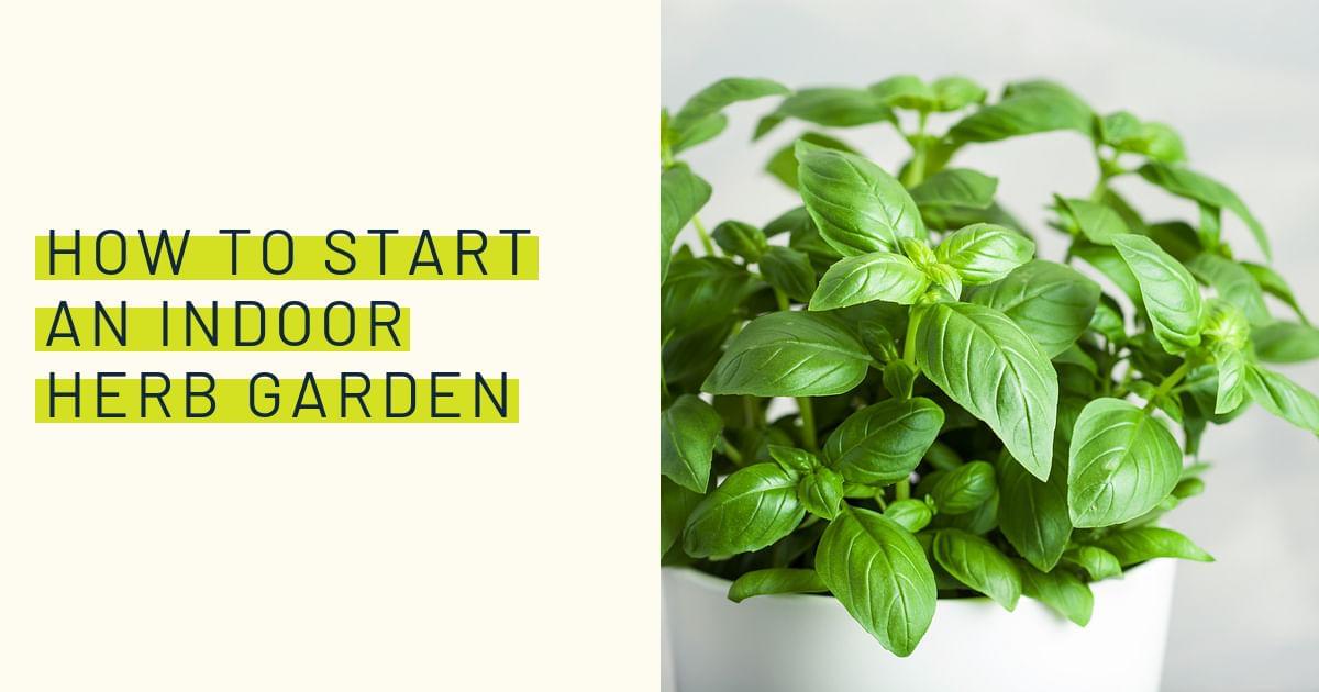 How to start an indoor herb garden