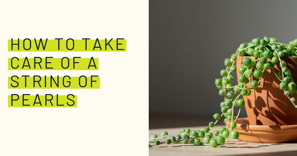 Our TOP TIPS for Growing String of Pearls!