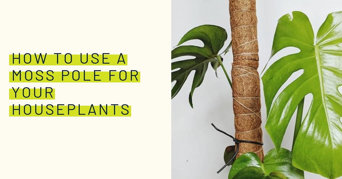 Plant Care – Moss pole – 1 week later – plant.principle