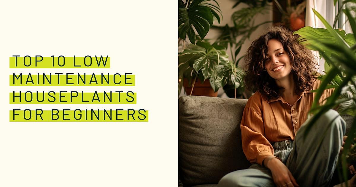 Top 10 Low Maintenance Houseplants For Beginners 7430