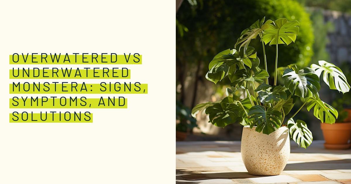 Overwatered vs Underwatered Monstera Signs, Symptoms, and Solutions