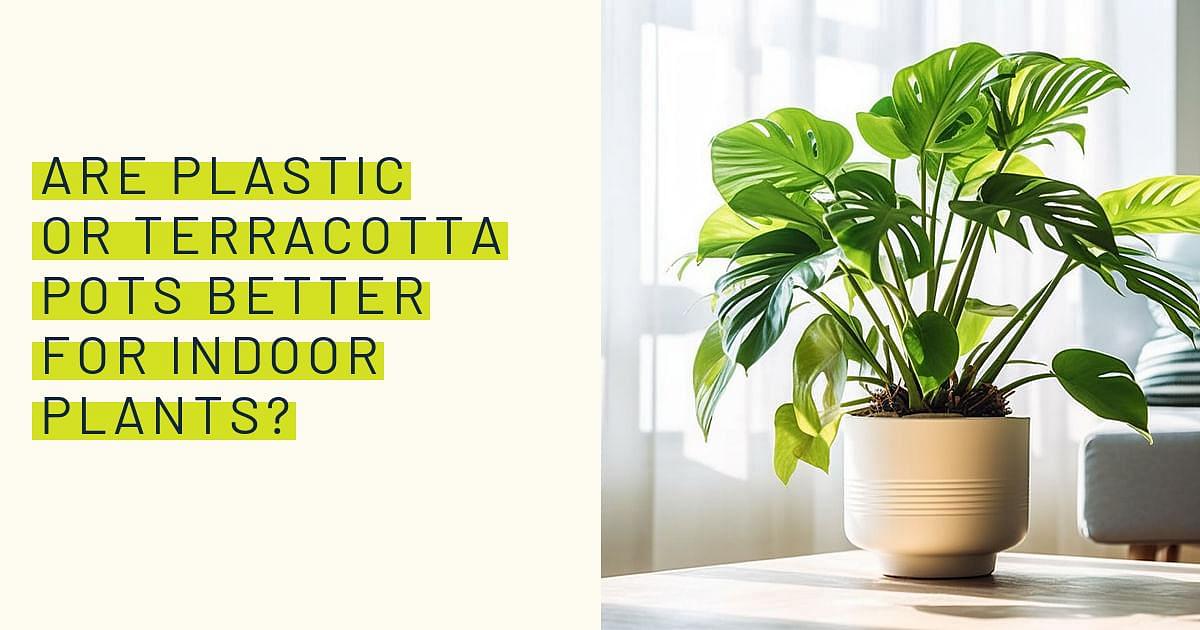 Terracotta vs. Ceramic Pots: Which is Better for Your Houseplants?