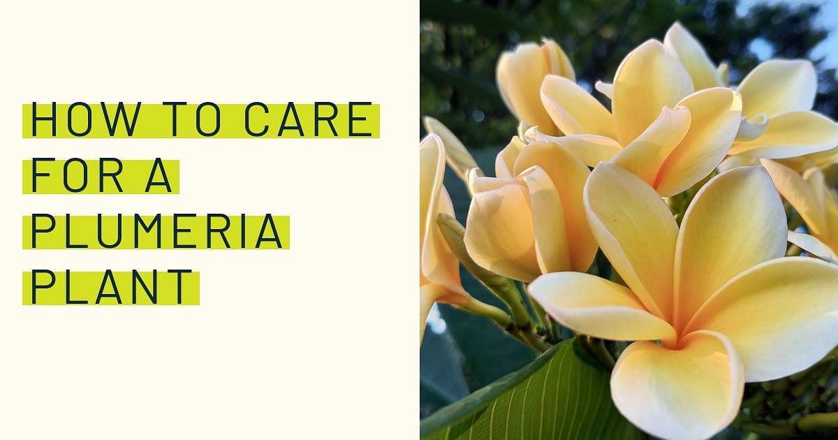 How to care for a Plumeria plant