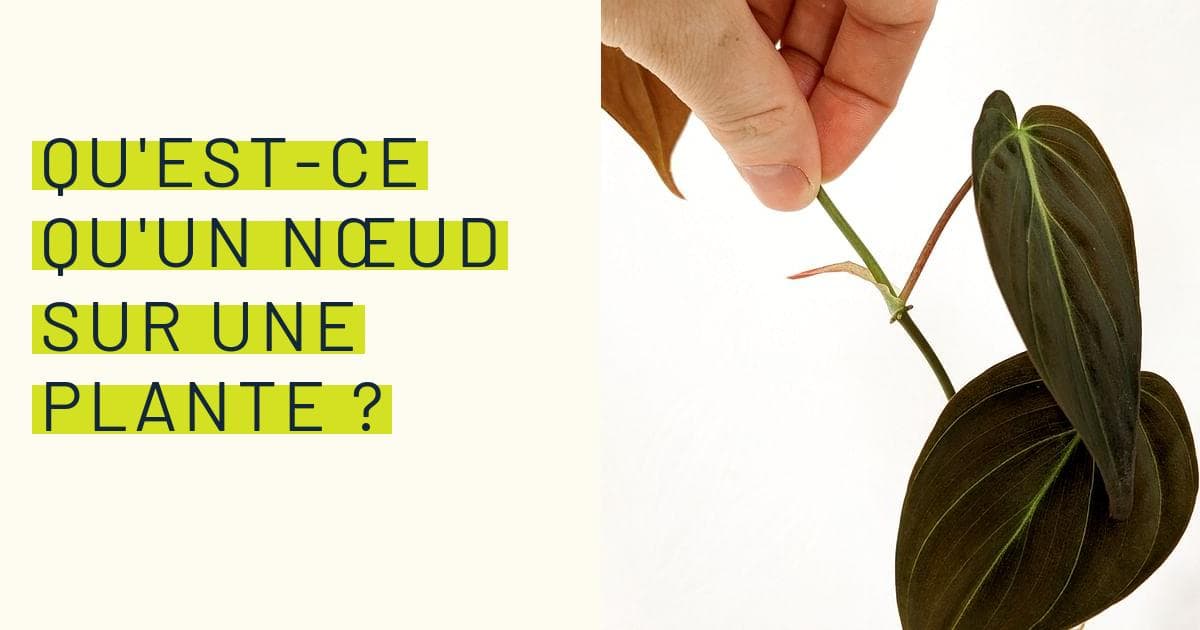 Qu'est-ce qu'un nœud sur une plante