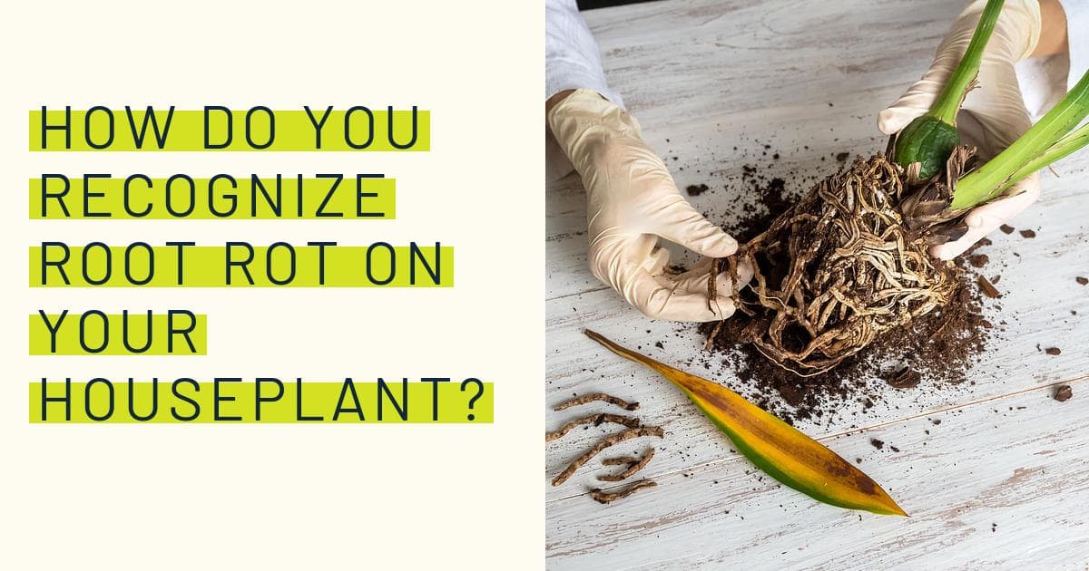 How do you recognize root rot on your houseplant?