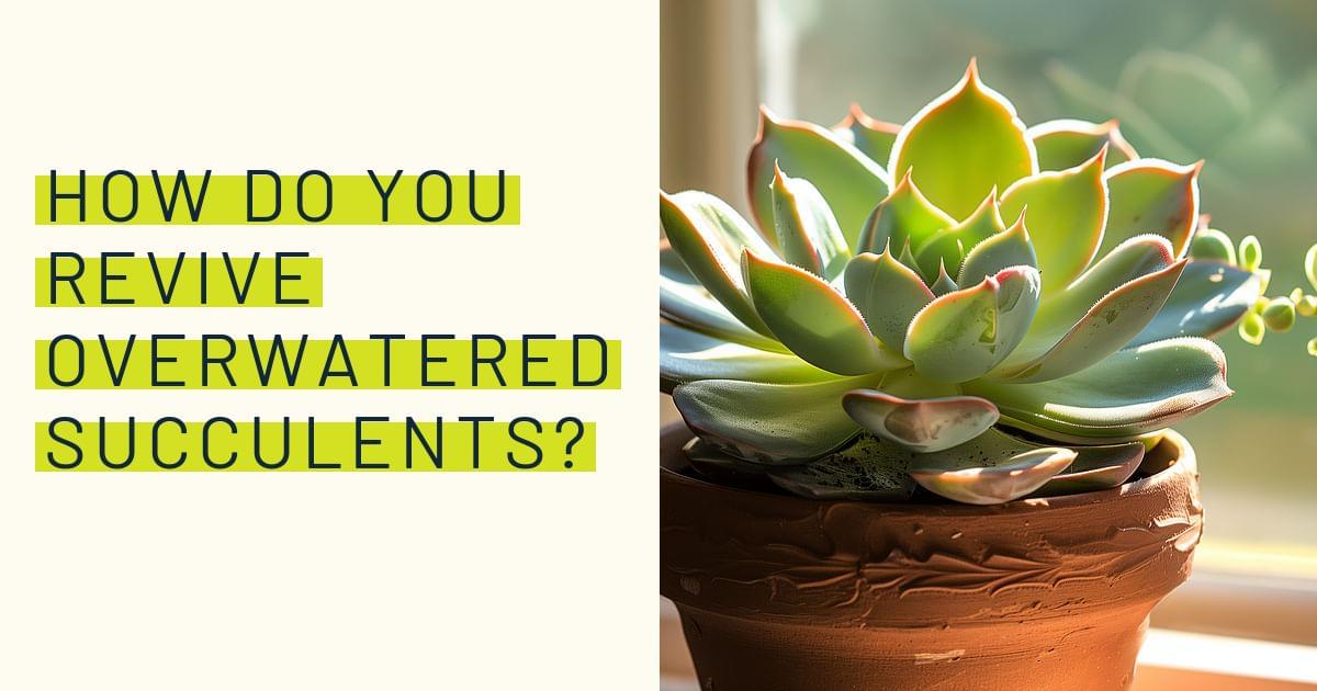 How do you revive overwatered succulents?