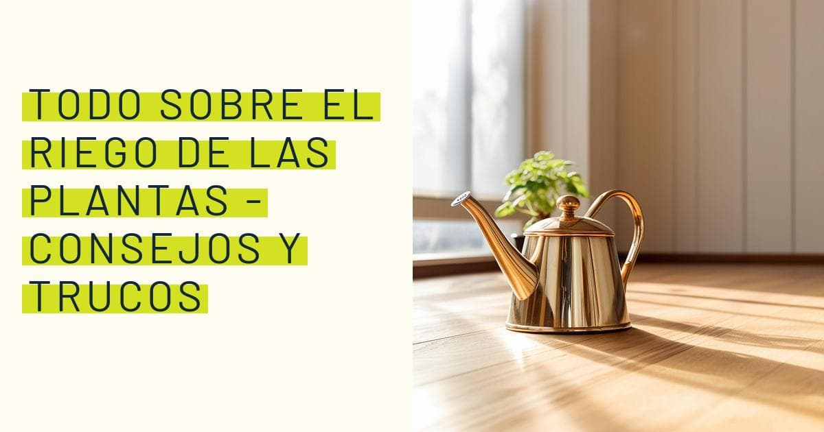 Todo sobre el riego de las plantas - Consejos y trucos