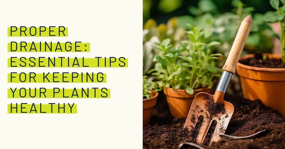 Proper drainage: Essential tips for keeping your plants healthy