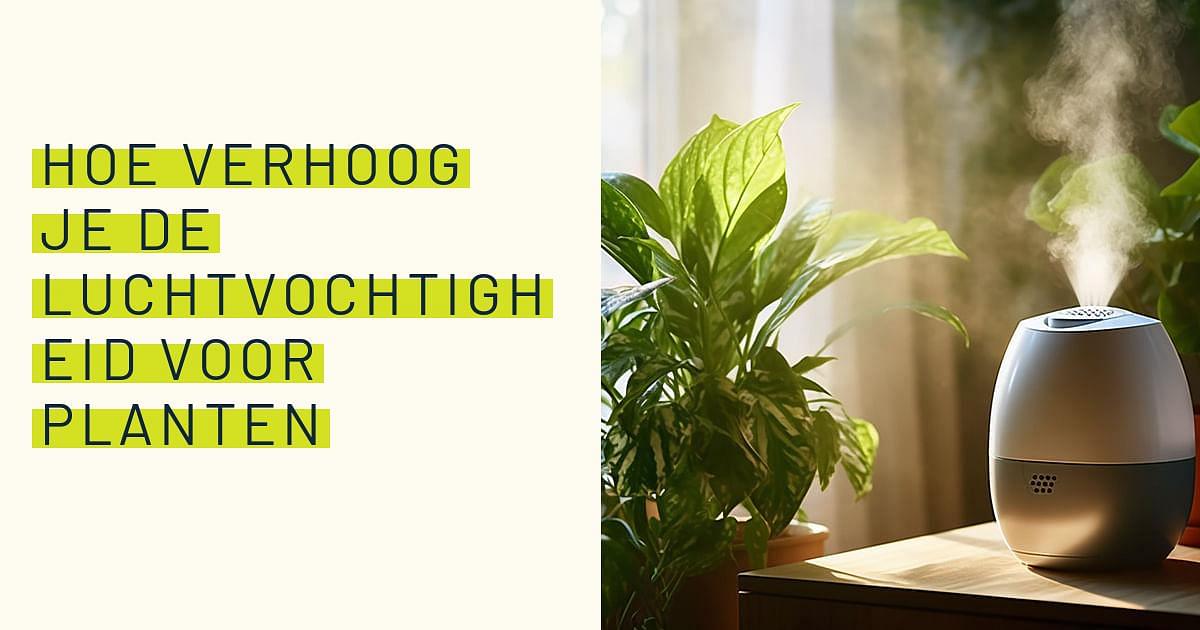 Hoe verhoog je de luchtvochtigheid voor planten