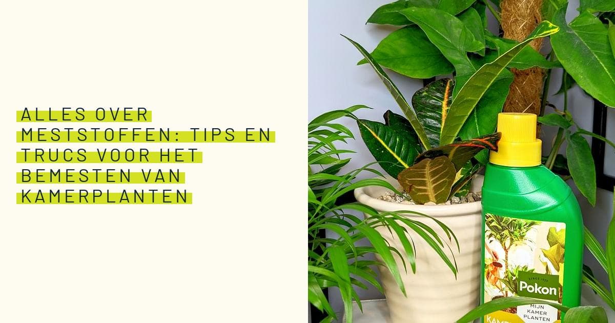 Amsterdam Genetics » De Groeifase Van Cannabis