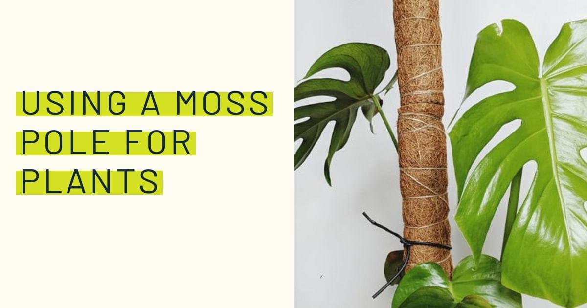 Using a moss pole for plants