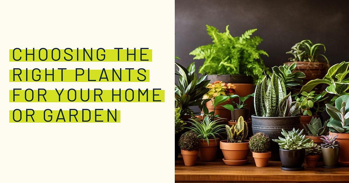 Best plants for your terrarium: a comprehensive guide