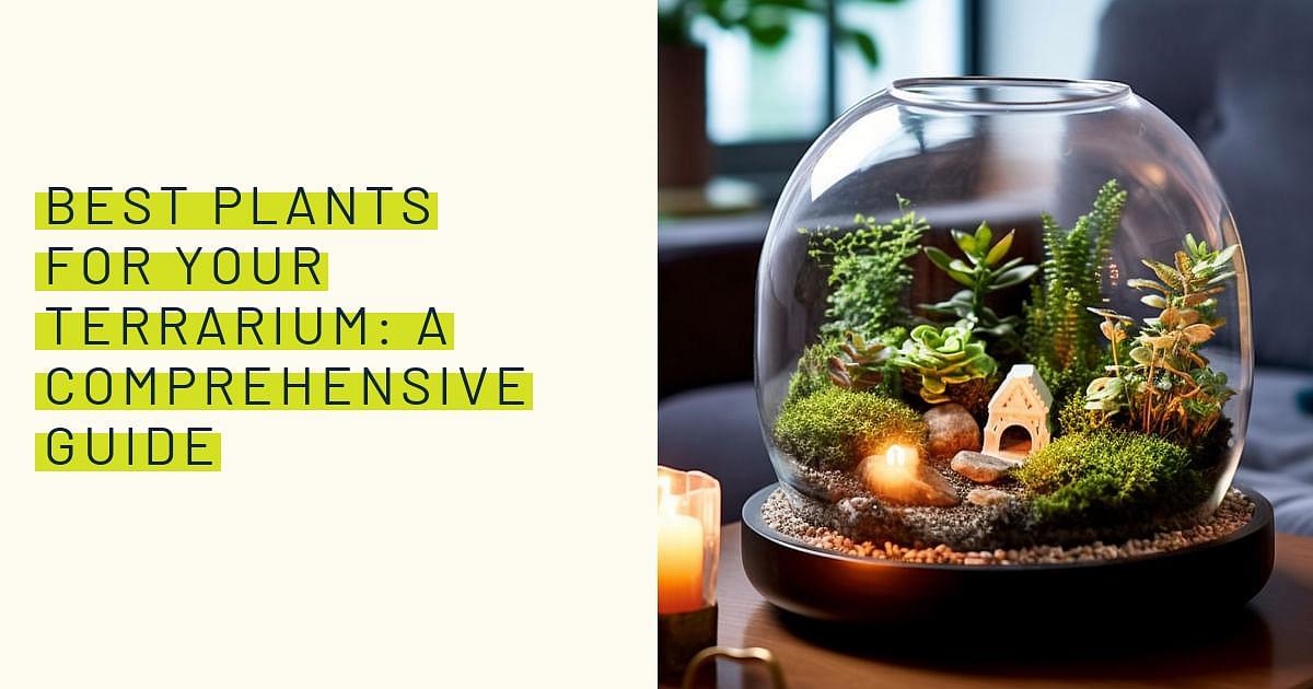 The 15 Best Plants To Grow In Closed Terrarium  Closed terrarium plants, Terrarium  plants, Terrarium