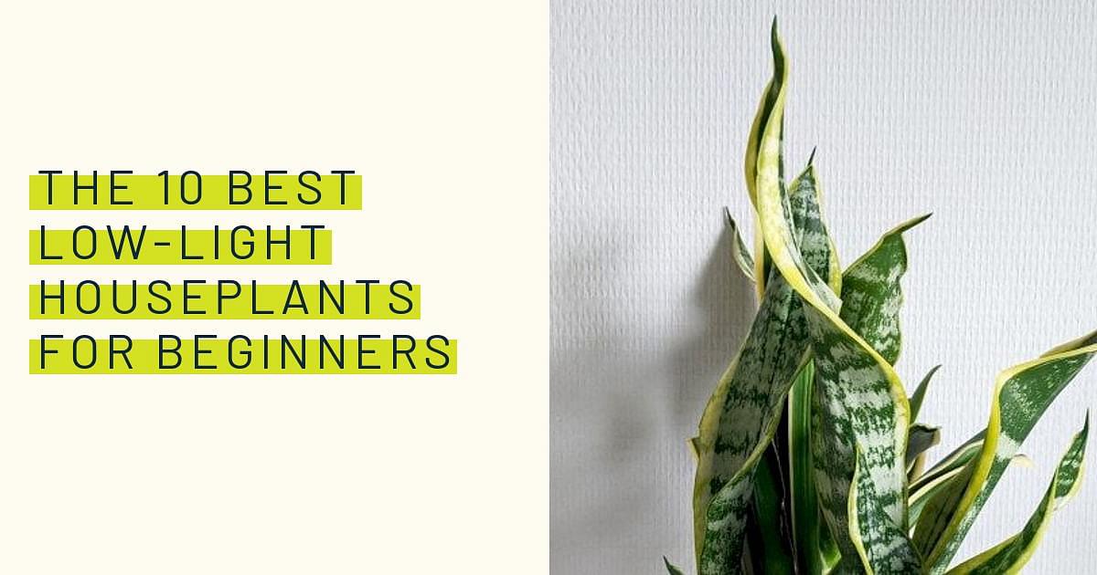 Best plants for your terrarium: a comprehensive guide