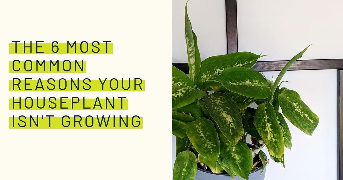 The 6 most common reasons your houseplant isn't growing