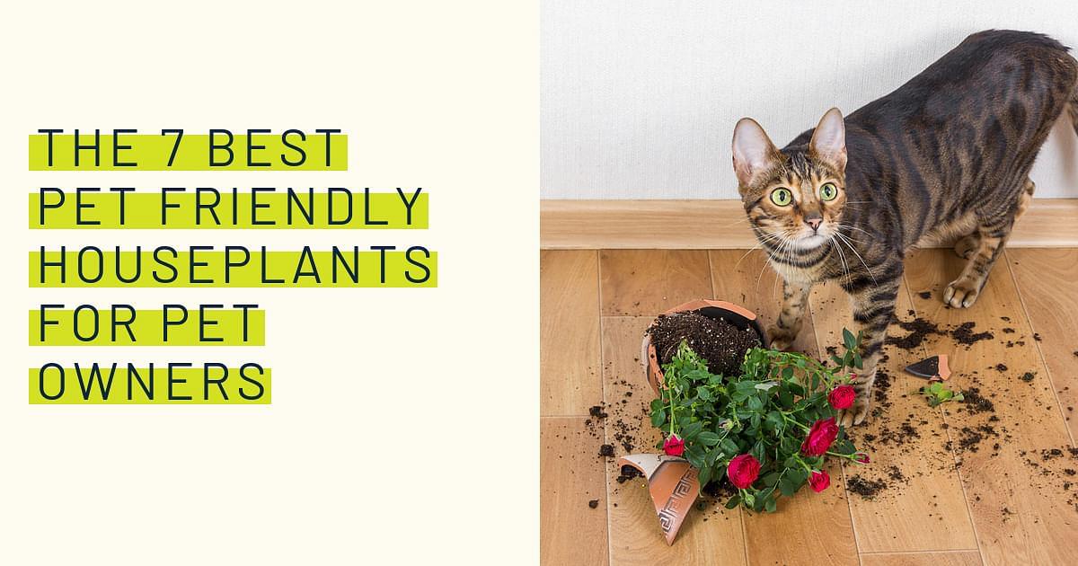 The 7 best pet friendly houseplants for pet owners