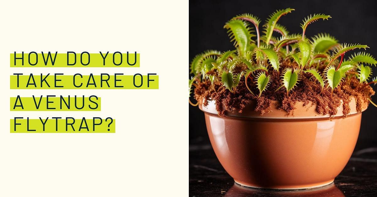 How to Properly Care for a Venus Flytrap