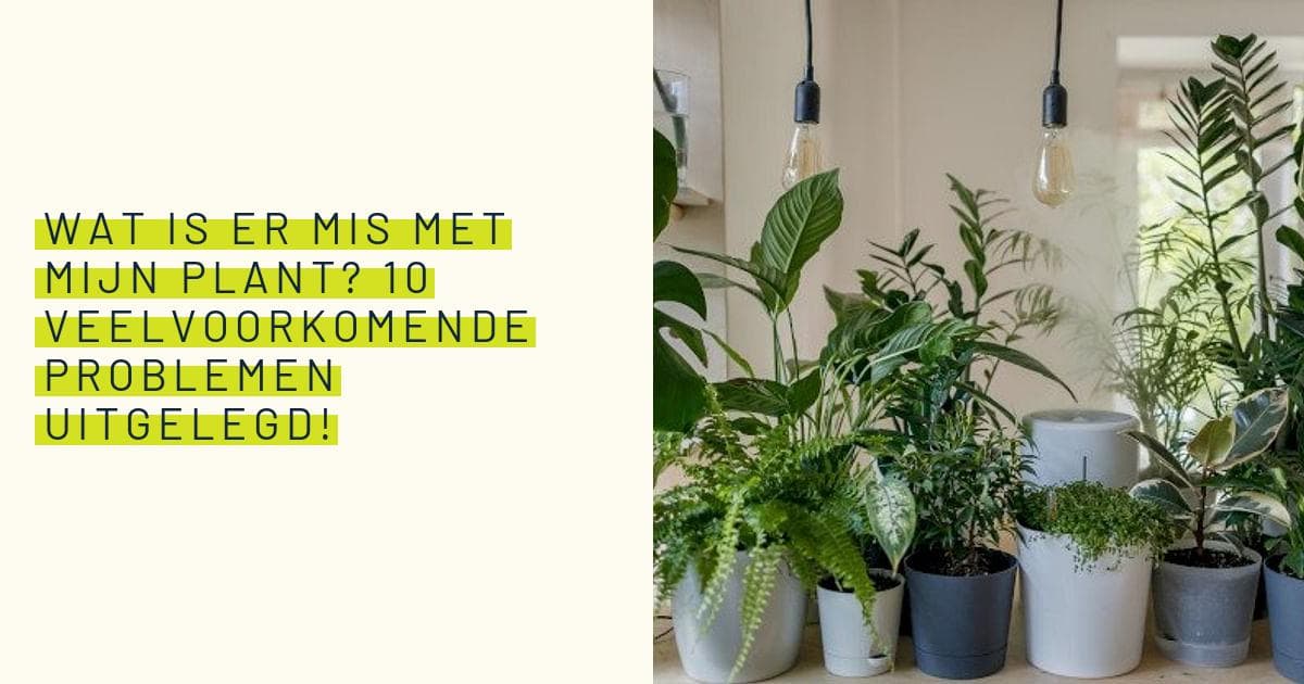 Wat Is Er Met Mijn Plant